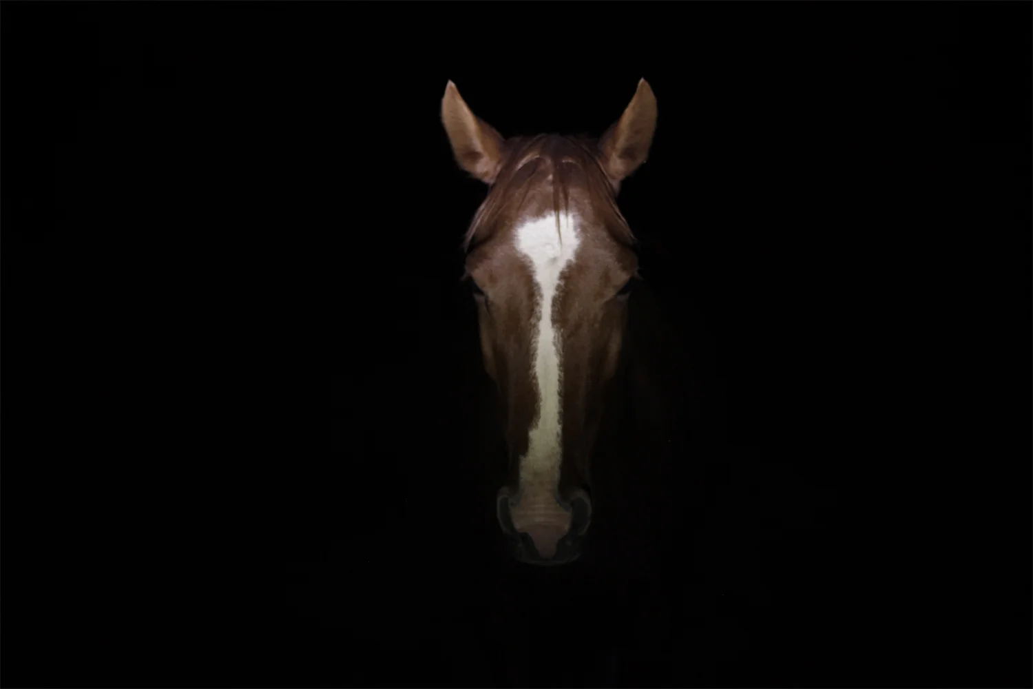 Horse in the night04 copy.jpg
