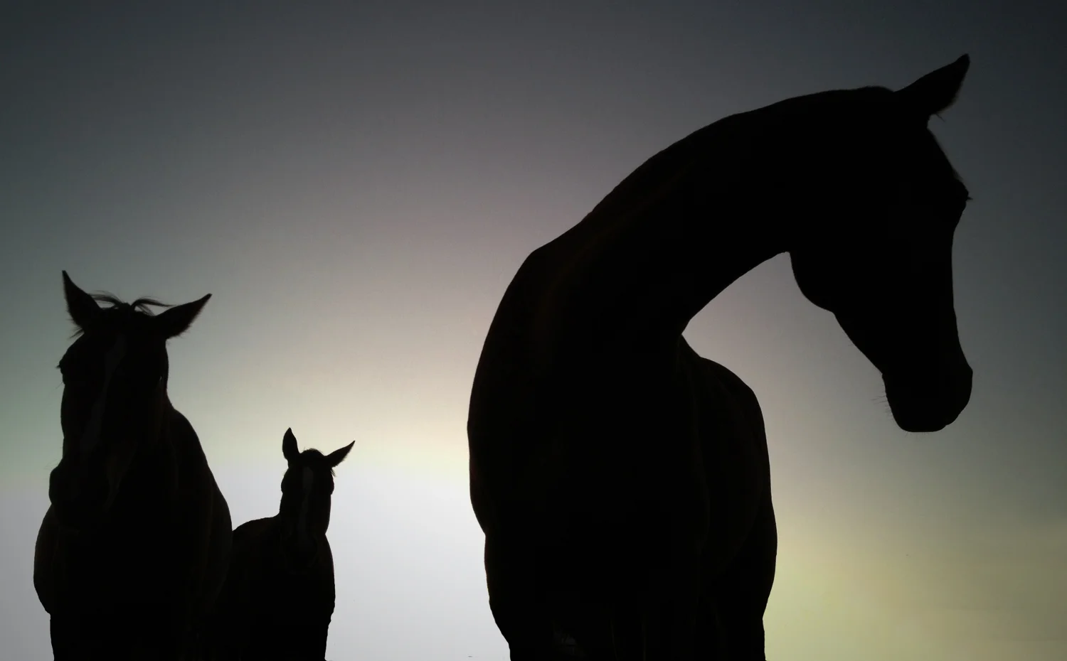 Silhouette horses website02 copy.jpg