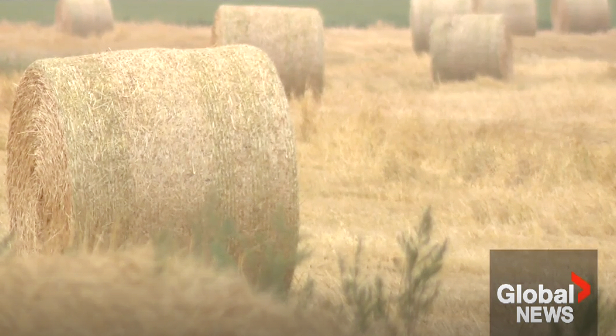 Global News: Saskatchewan Farmers Worry About Protecting Their Legacy