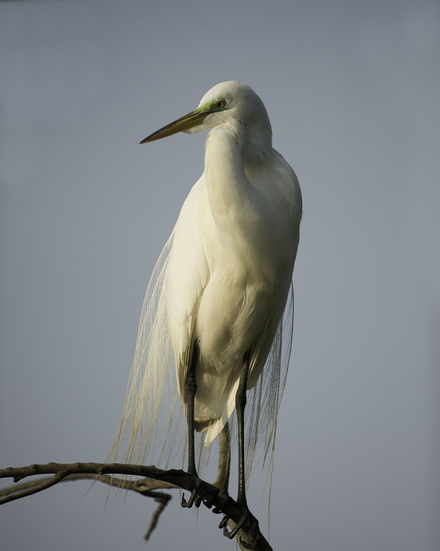  Standing Great Egret 