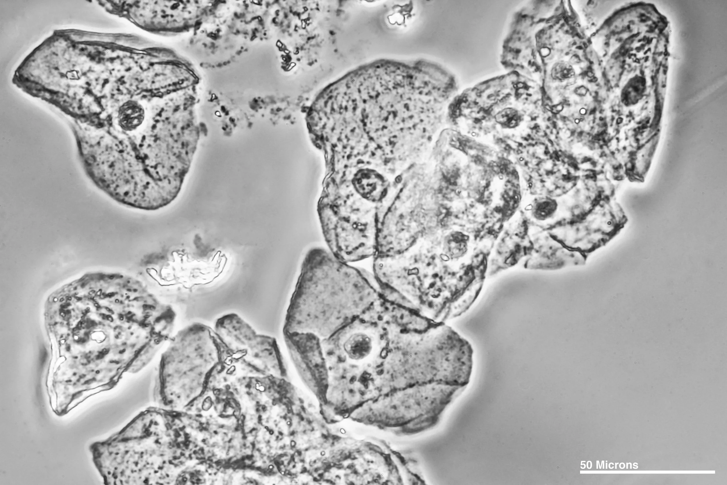 LernerN_Assn4_9.jpg