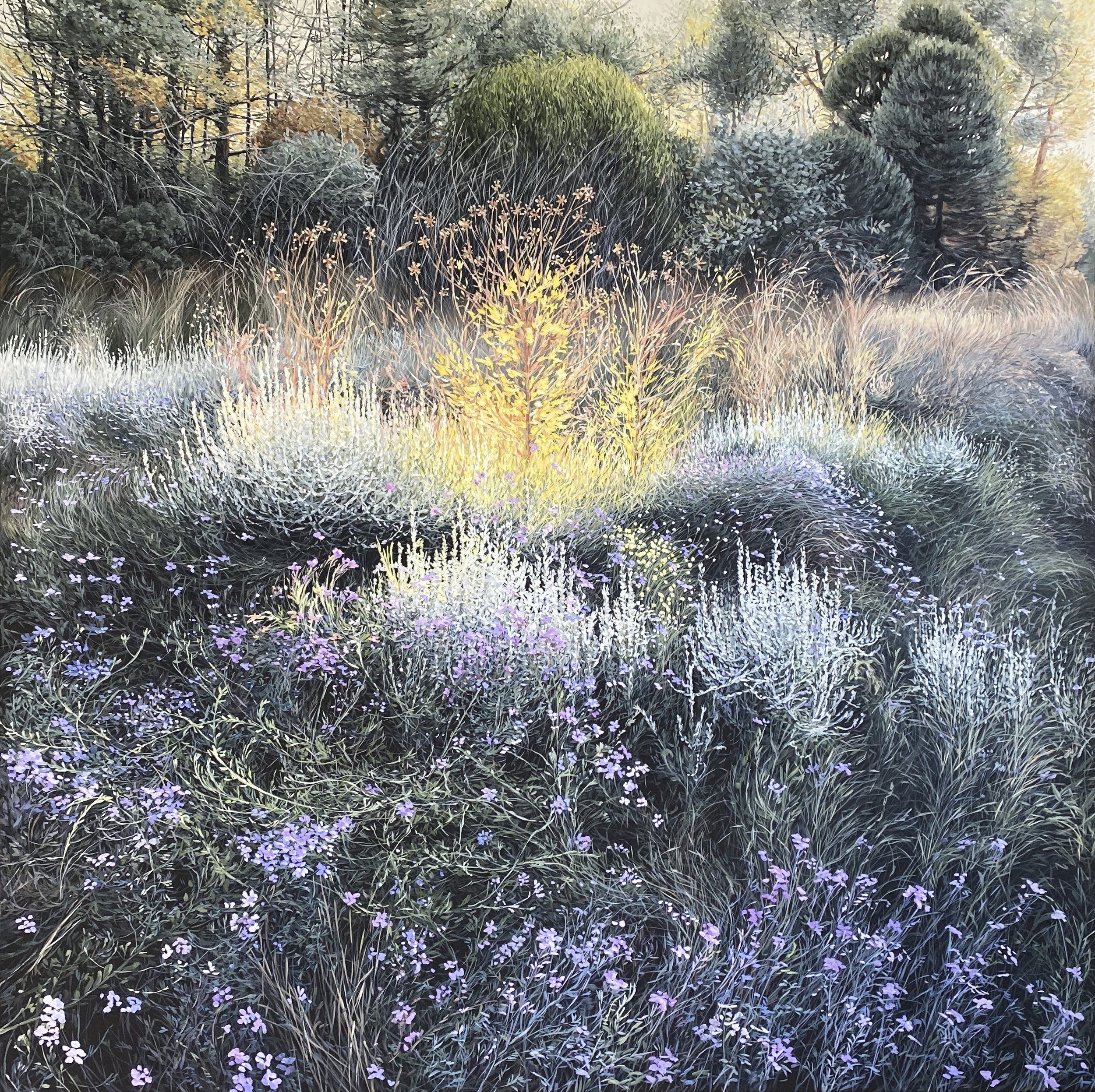   Afternoon in Mission Forest  Finalist Ravenswood Art Prize  Oil on Canvas 137 x 137cm  Sold 