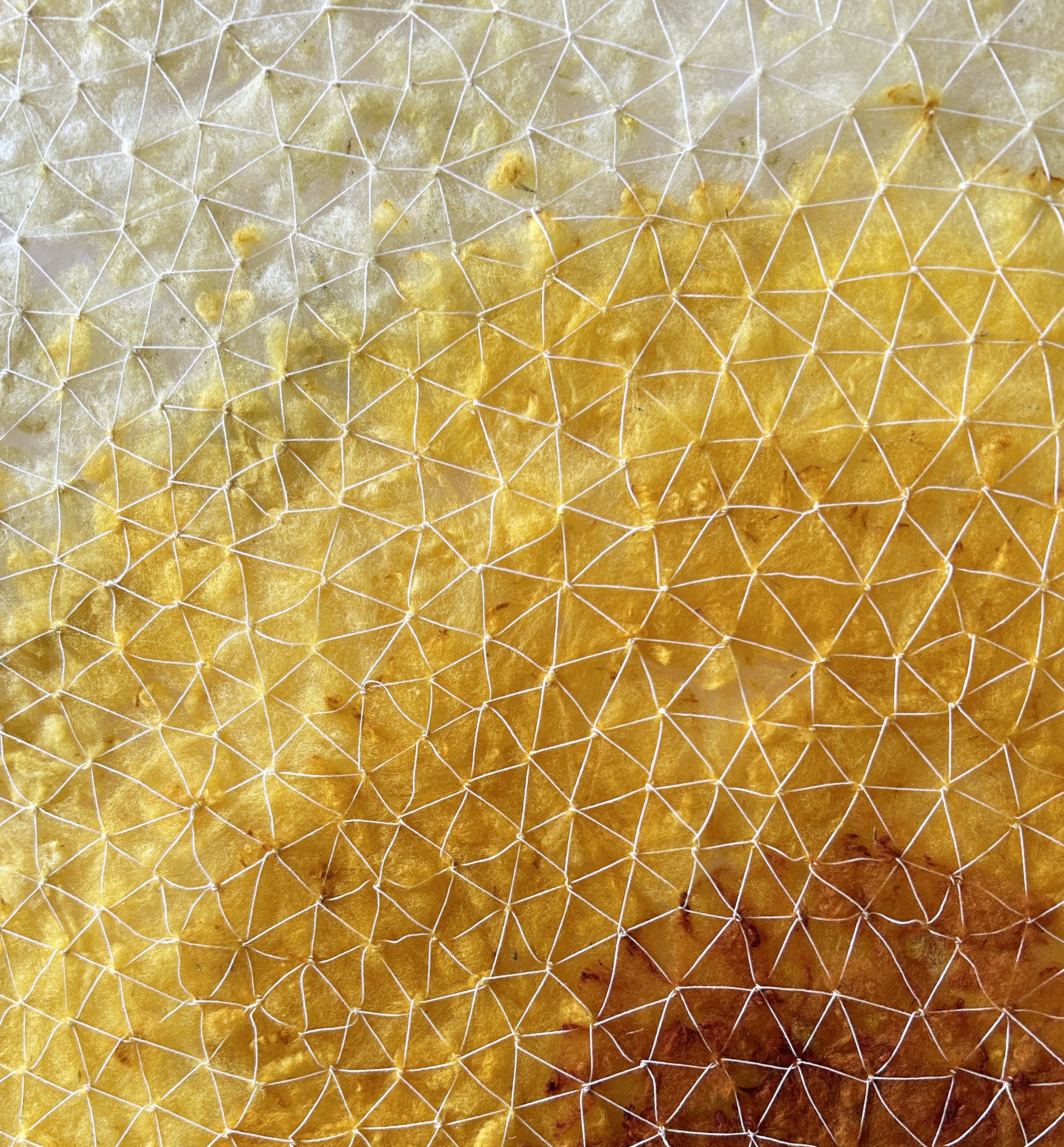 wattle.jpg
