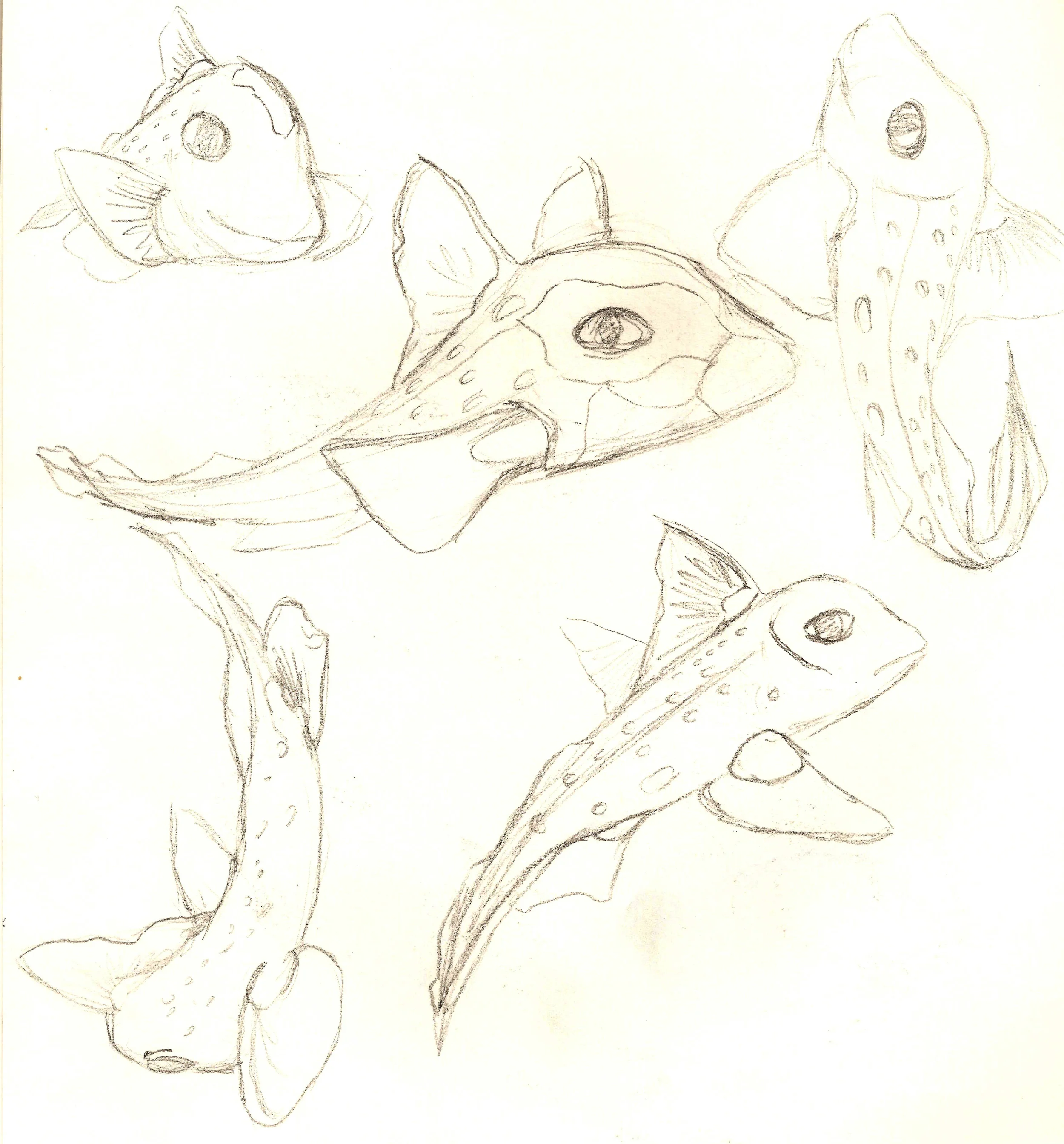 FishB.jpg