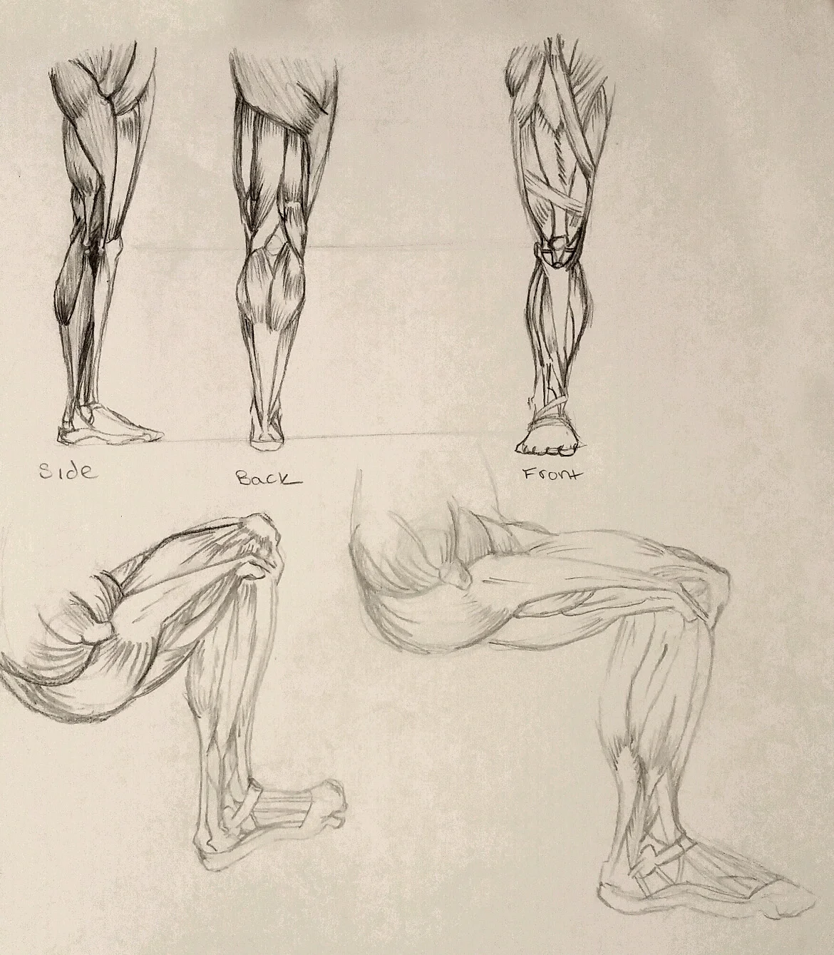 LegAnatomy.jpg