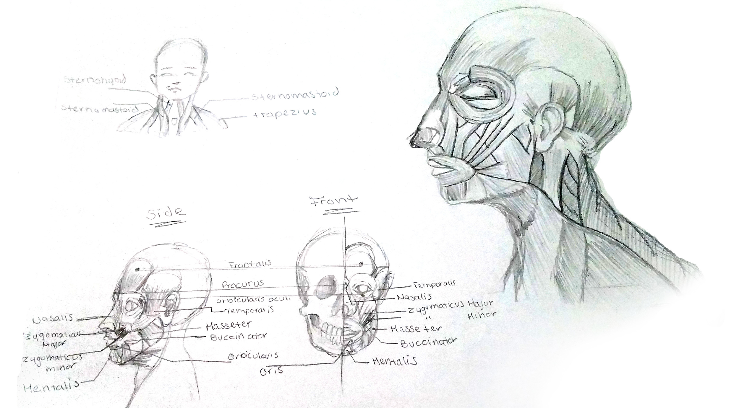 HeadAnatomy.jpg