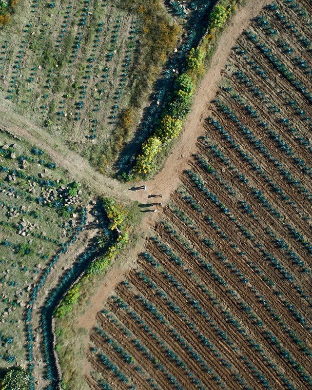 It's going to be a few more years until&nbsp;these agave&nbsp;plants become Nosotros Tequila. Fun fact: Nosotros uses a 50/50 blend of sweet highland and peppery lowland agaves to give it its unique taste. Highly recommend! 👍👍 🥃@nosotrostequila
🎬