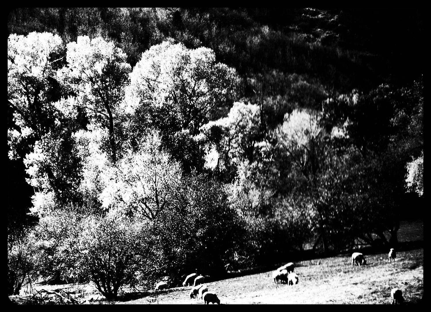 scan0051a.jpg
