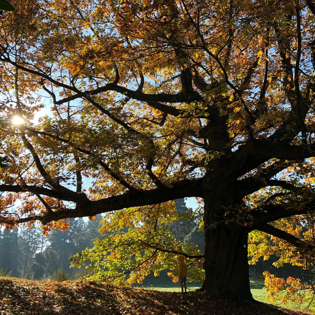 Hoodies &amp; Trees
.
.
.
.
.
#autumn🍁 #family #lazyweekend #freshair #positivethinking #internationalstressawarenessweek