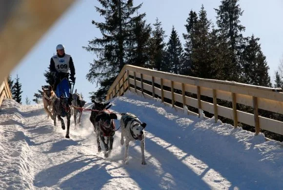 VM HUNDEKJØRING 2011