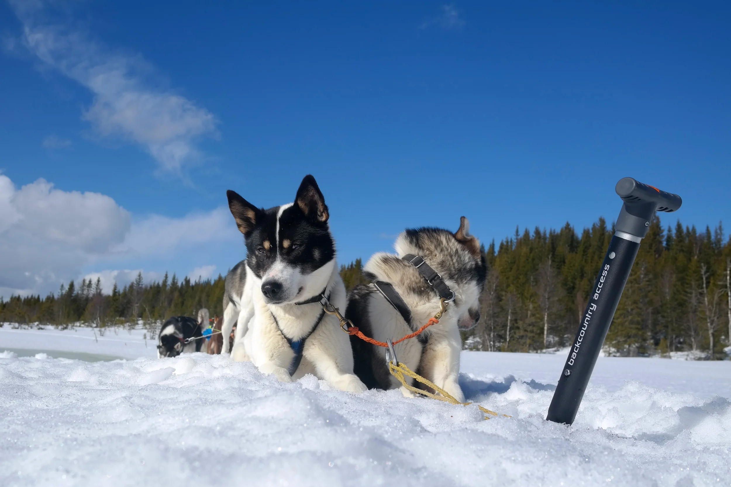 SPADE - BCA ARSENAL A-2 EXT