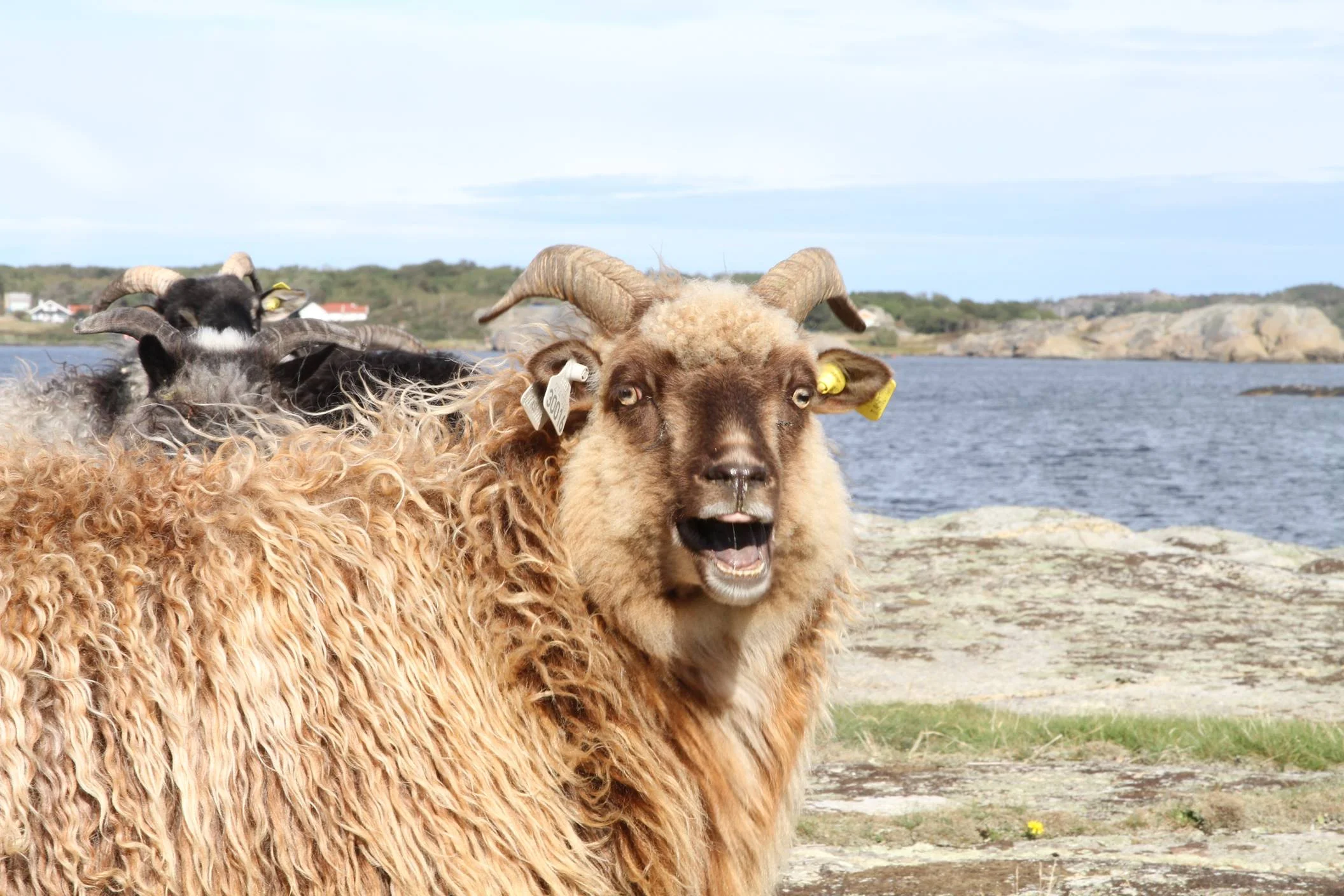 SAUER ER ALLRIGHTE DYR