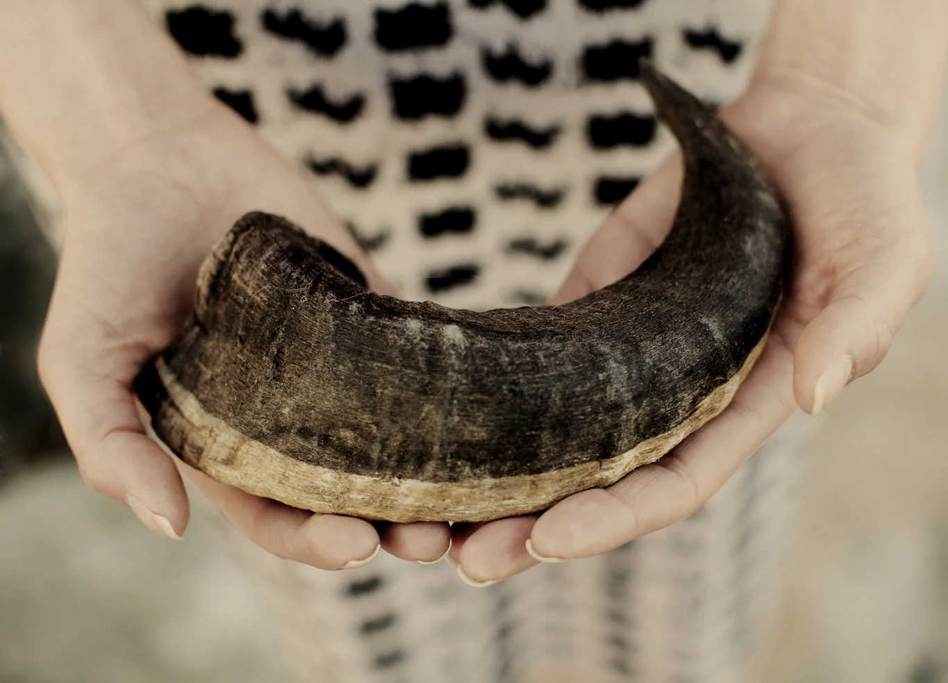 SAUEN SOM KUNSTOBJEKT