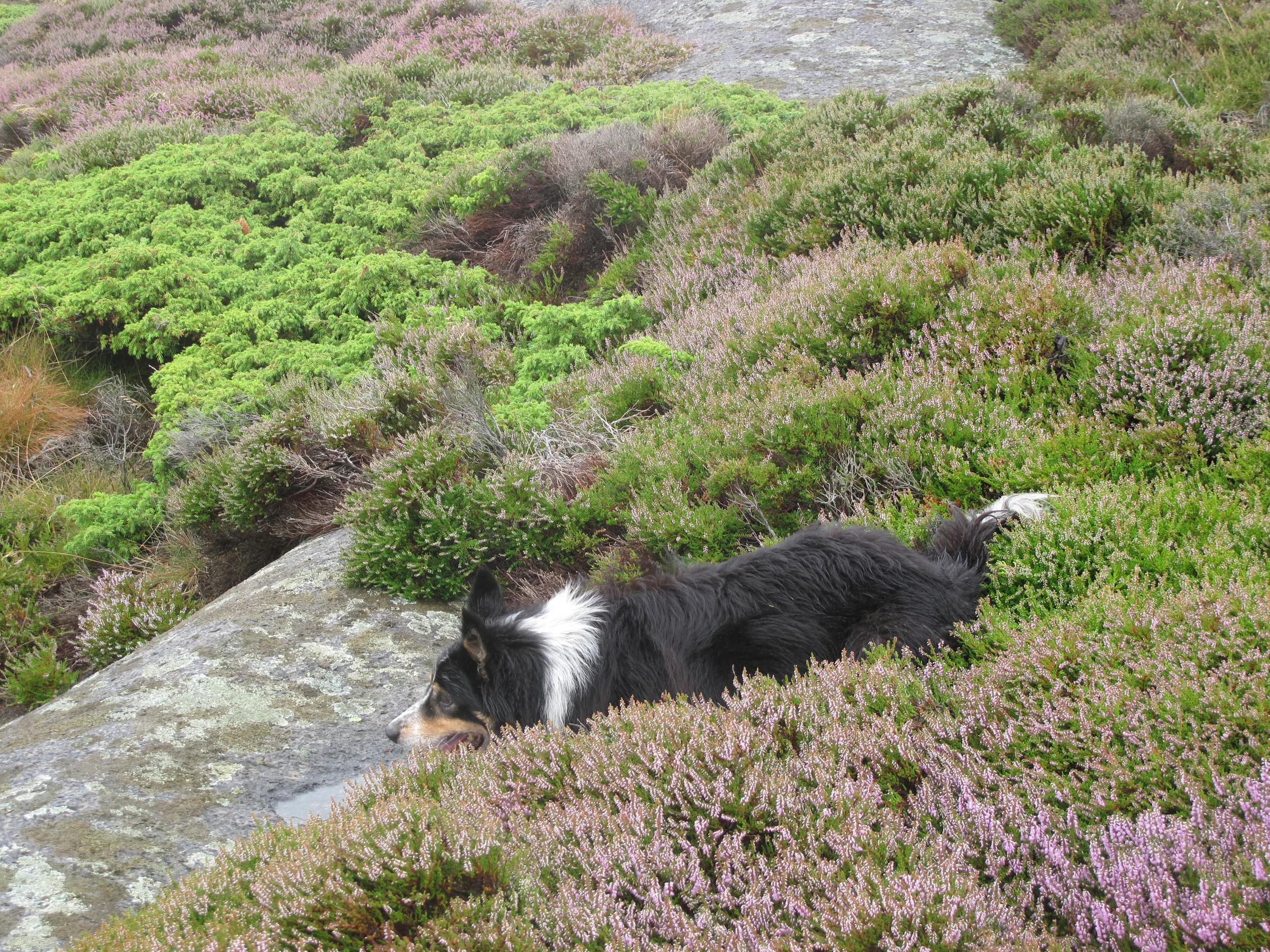 Store Færder aug 15 047.JPG