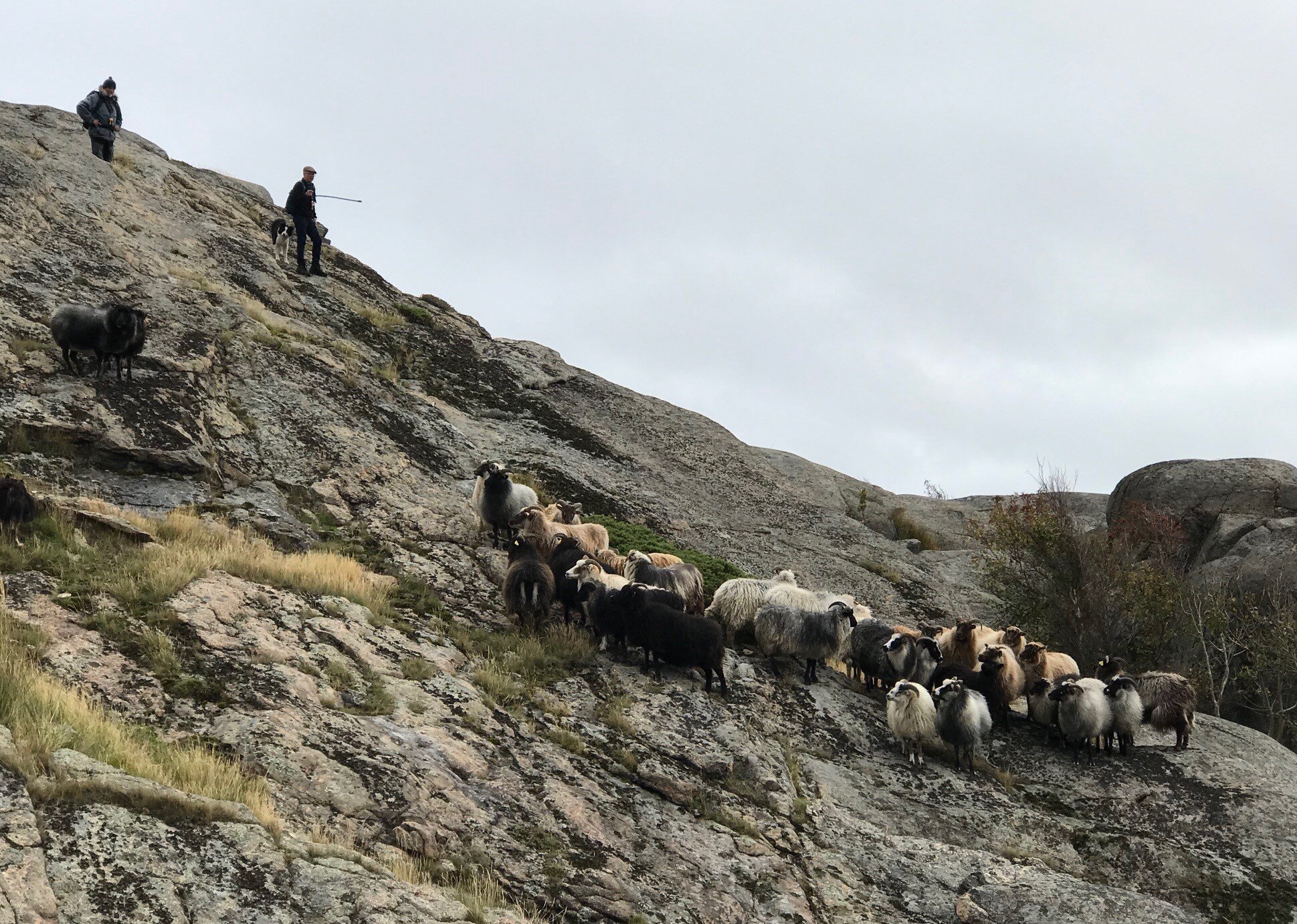 innsaml Bustein 3 vår 19.jpg