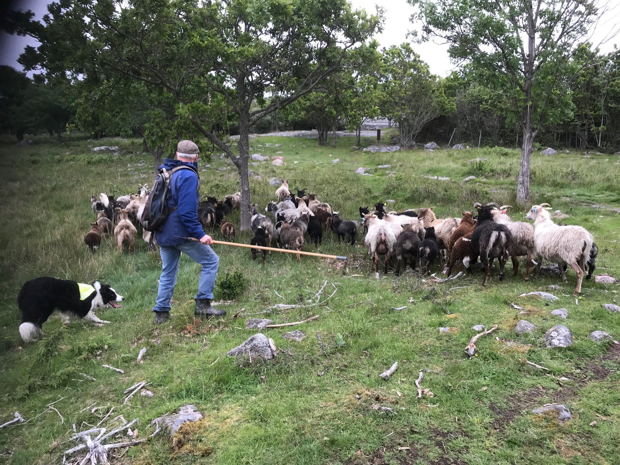 gjeterhund og k m marka vår 19.jpg