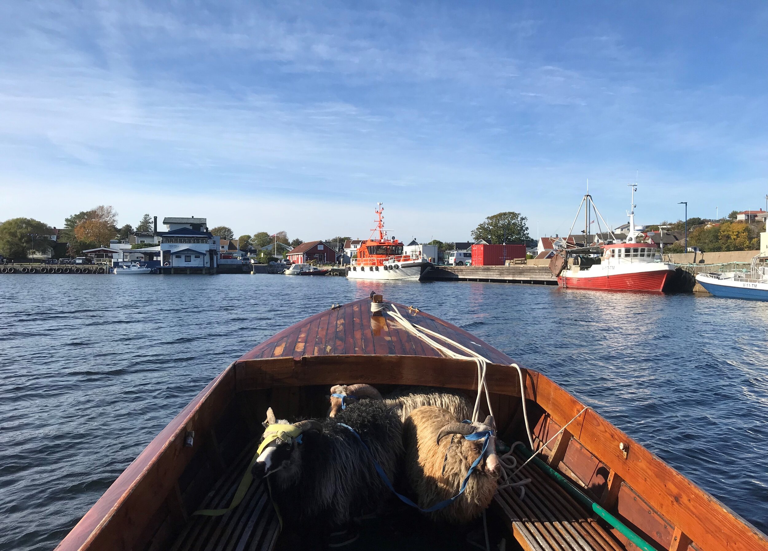 søye med lam fra Sandø sommer 18.jpg