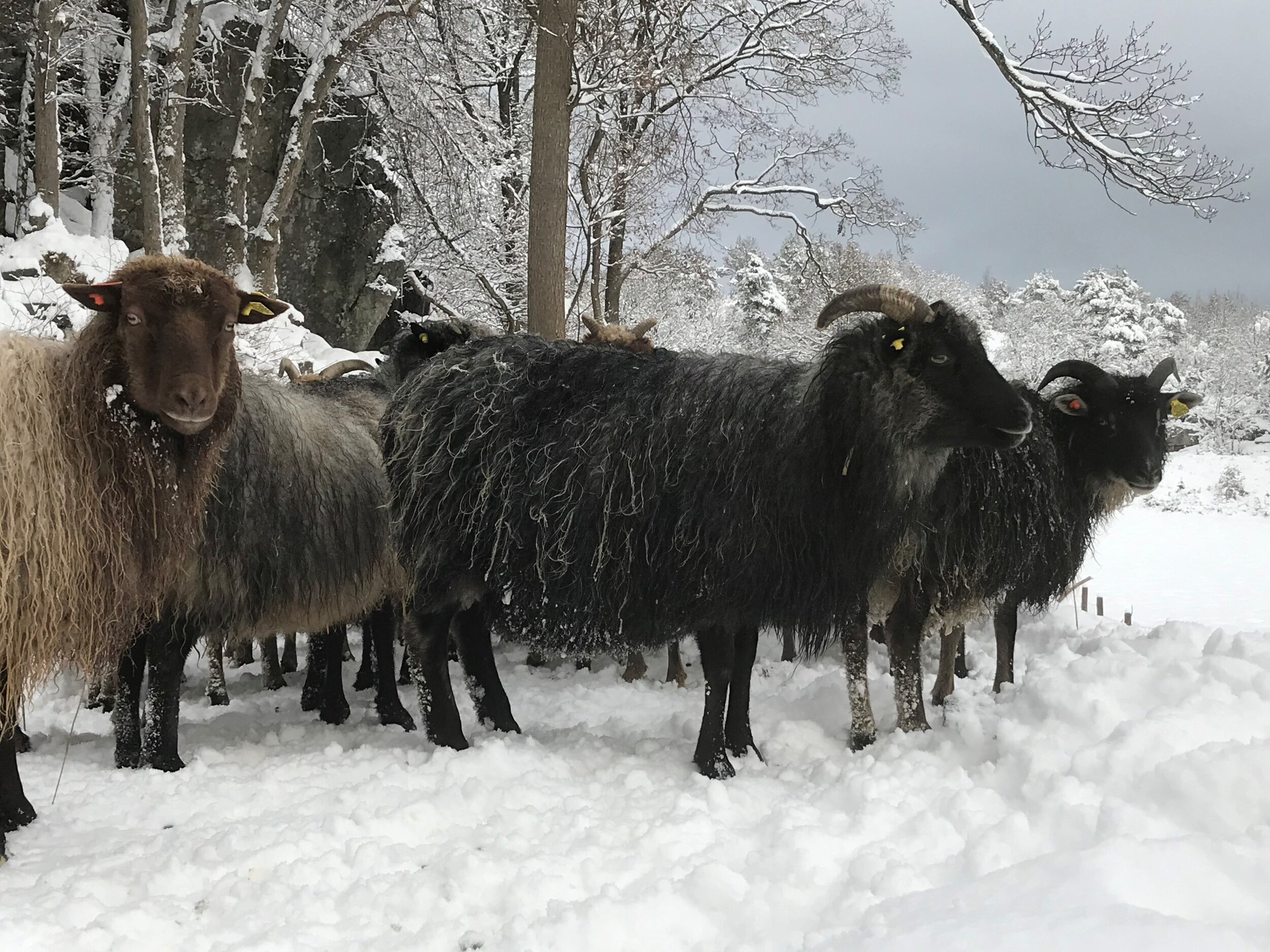 Vinter 3 nov 19 Skauen.jpg