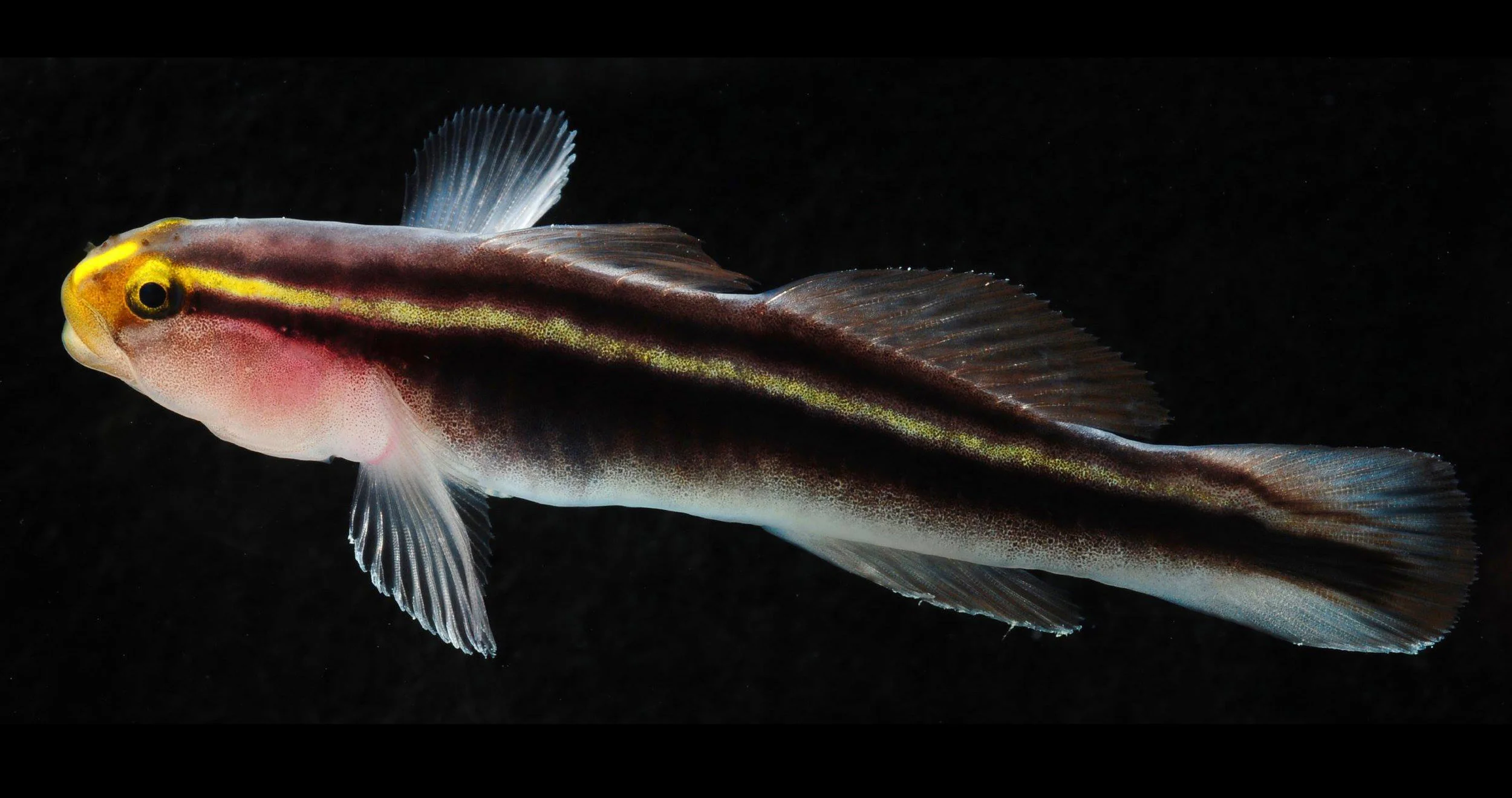 elacatinus_big.jpg