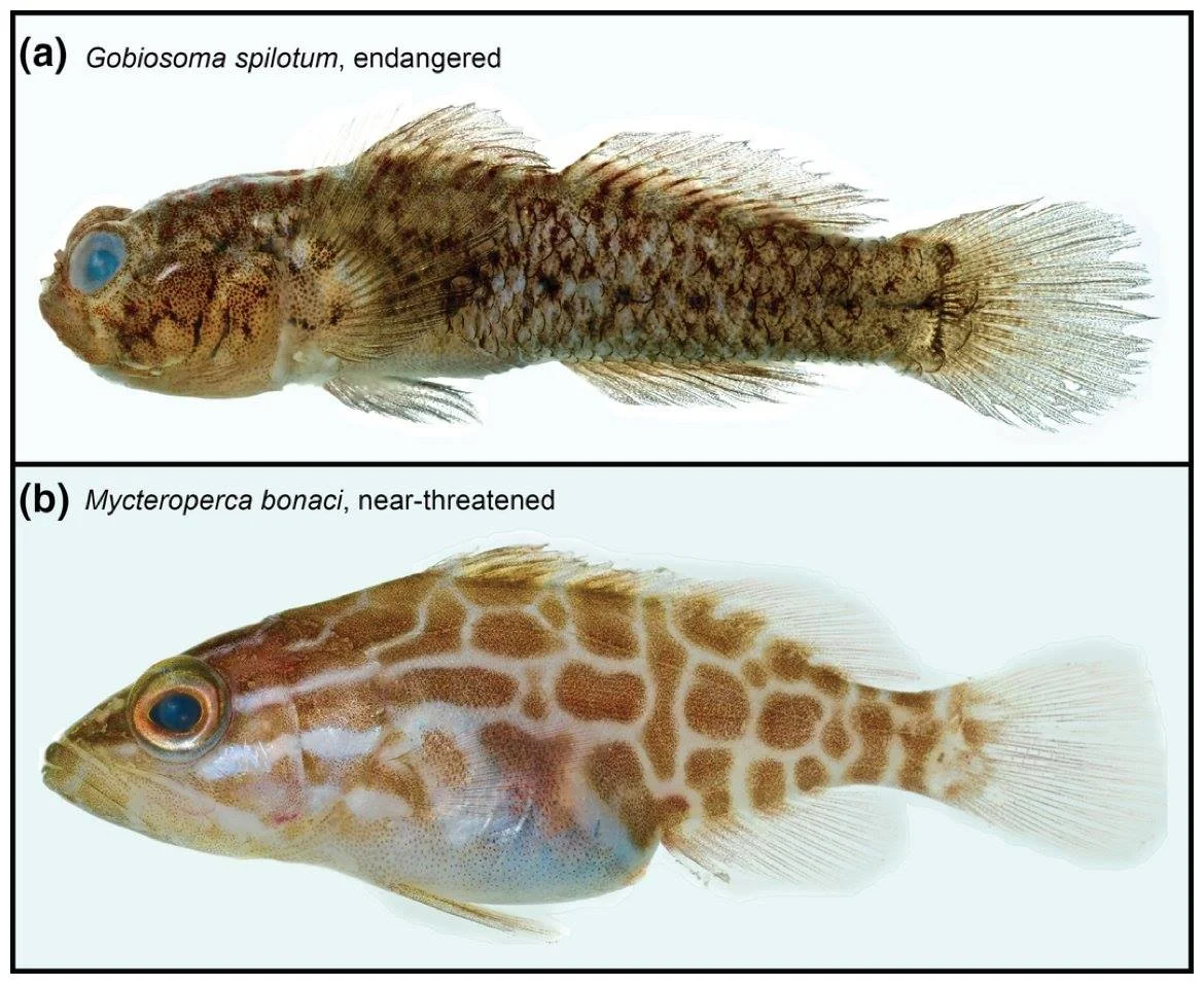 Fig4_EcoEvo.jpg