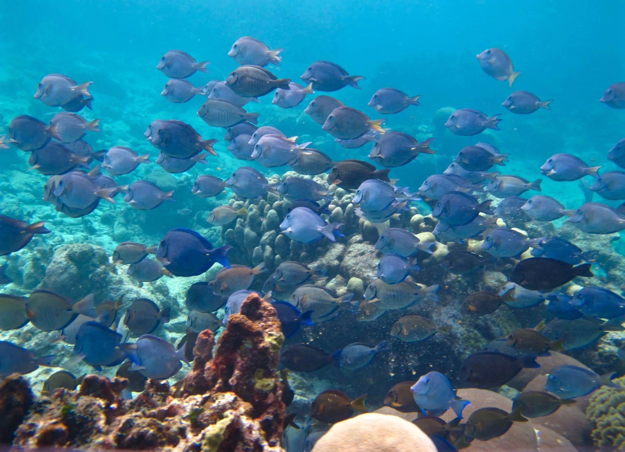 A mixed school of Caribbean surgeonfishes, key algal consumers on coral reefs.