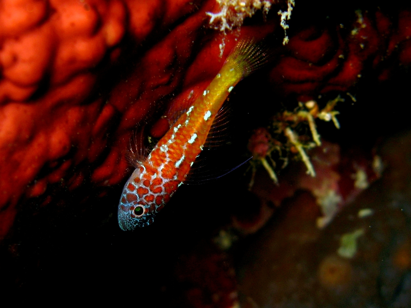 Lantana goby