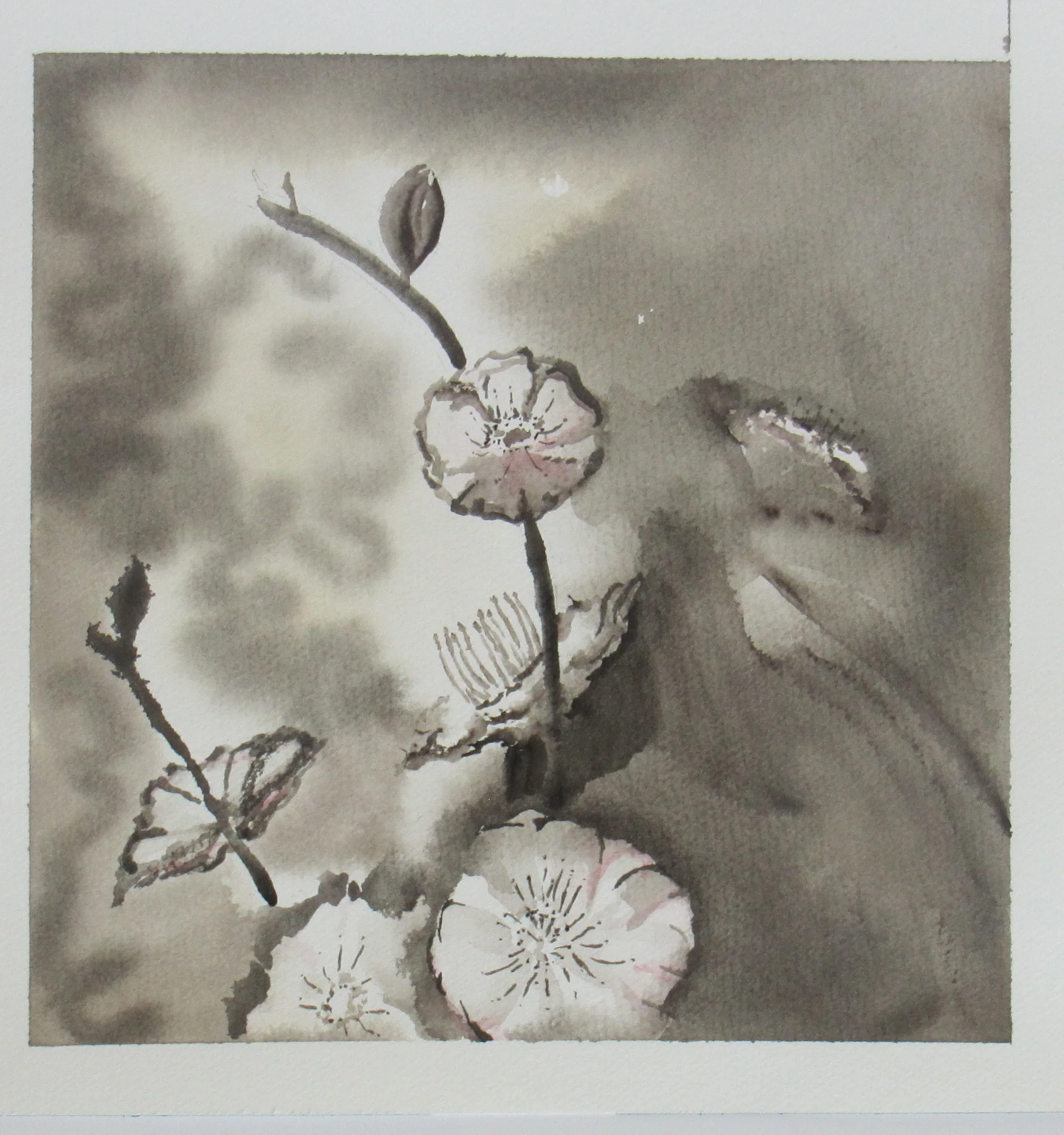 Sepia Blossoms