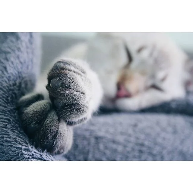 Blue, the kitty. He has his own tag - #kitty_blue