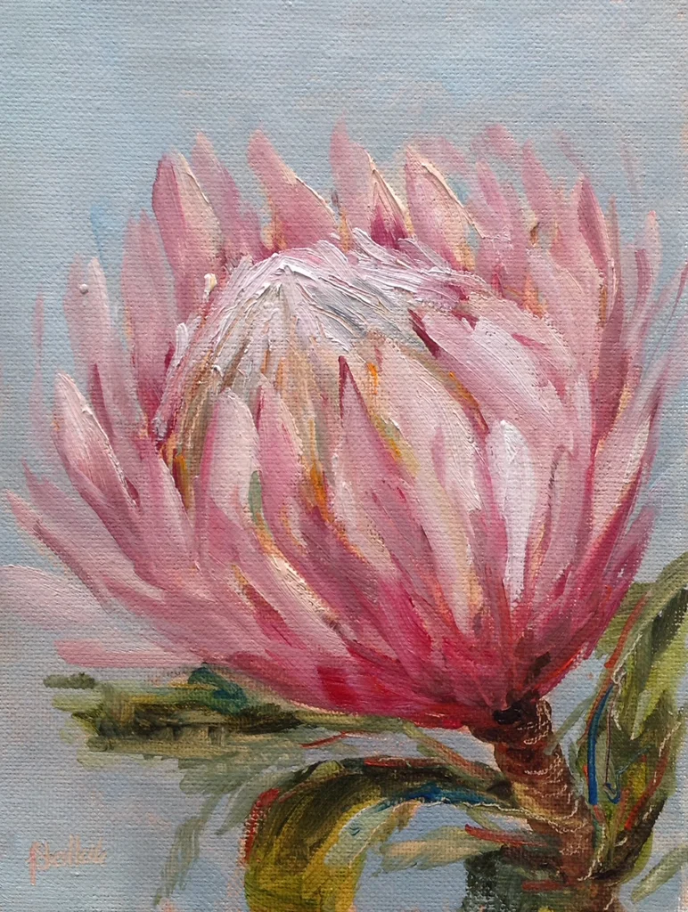 Kitchen protea