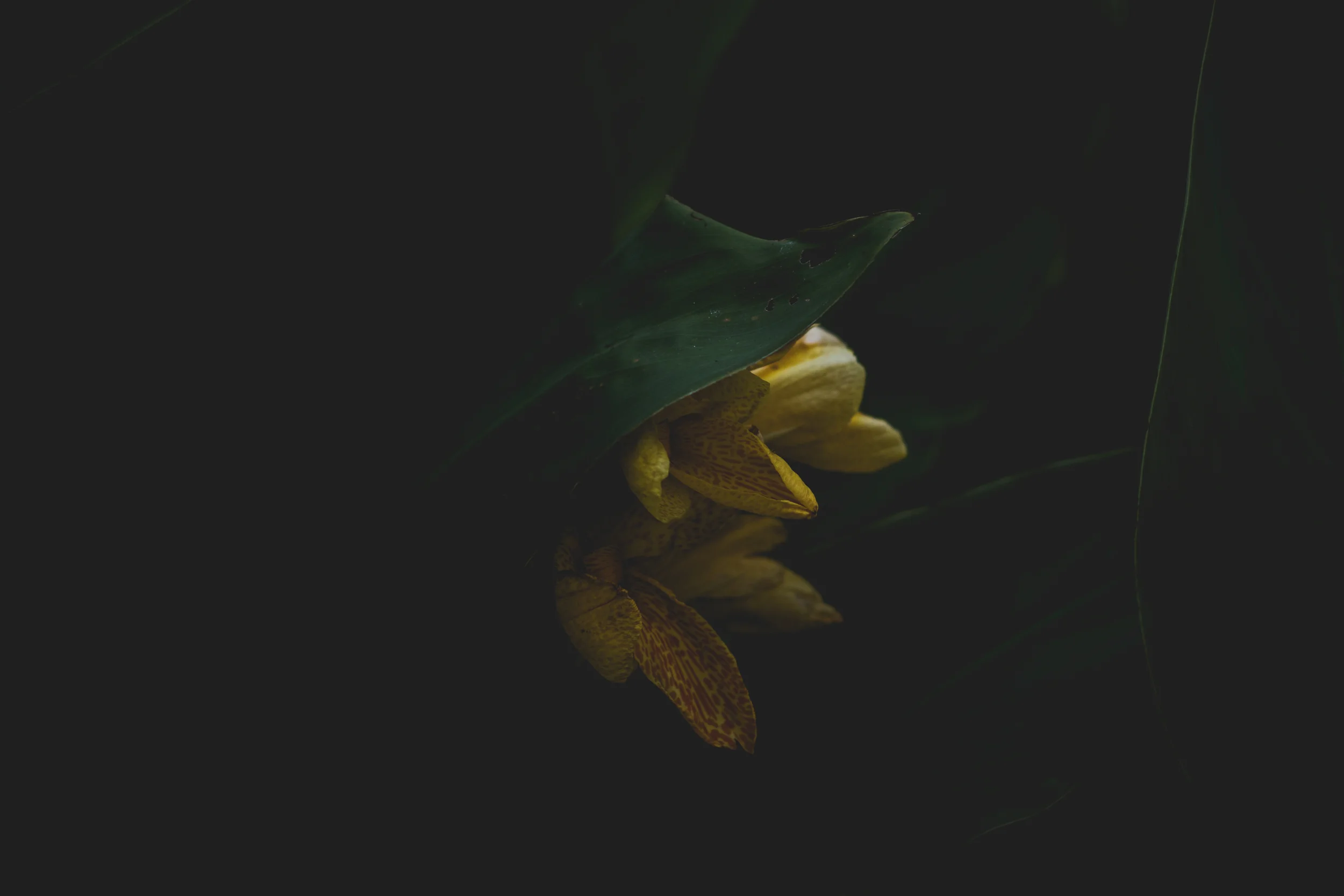 Moody Botanicals3.jpg