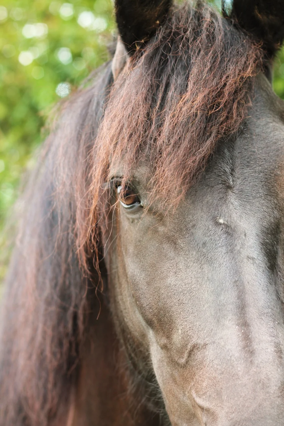 Lief, betrouwbaar, sensitief, nieuwsgierig