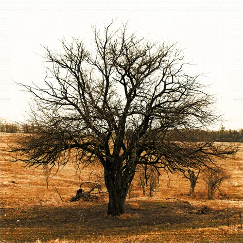 OldAppleTree#2final1web.jpg