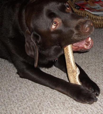 Antler Guyz.jpg