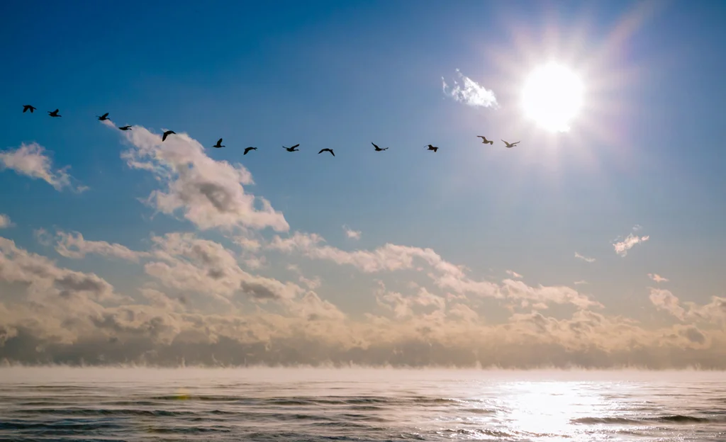 RobertLeaper_1_Early Morning Flight.jpg
