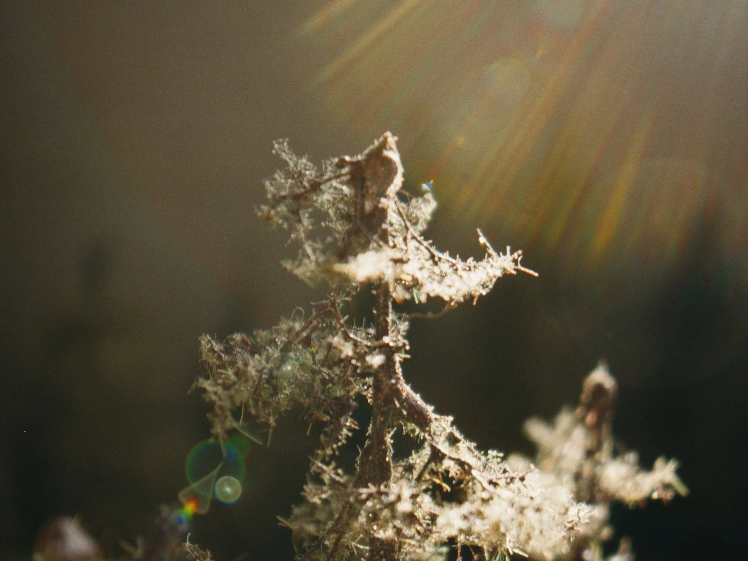 MicroLandscapes-V004_MASTER_4_3-Ratio_00011603.jpeg