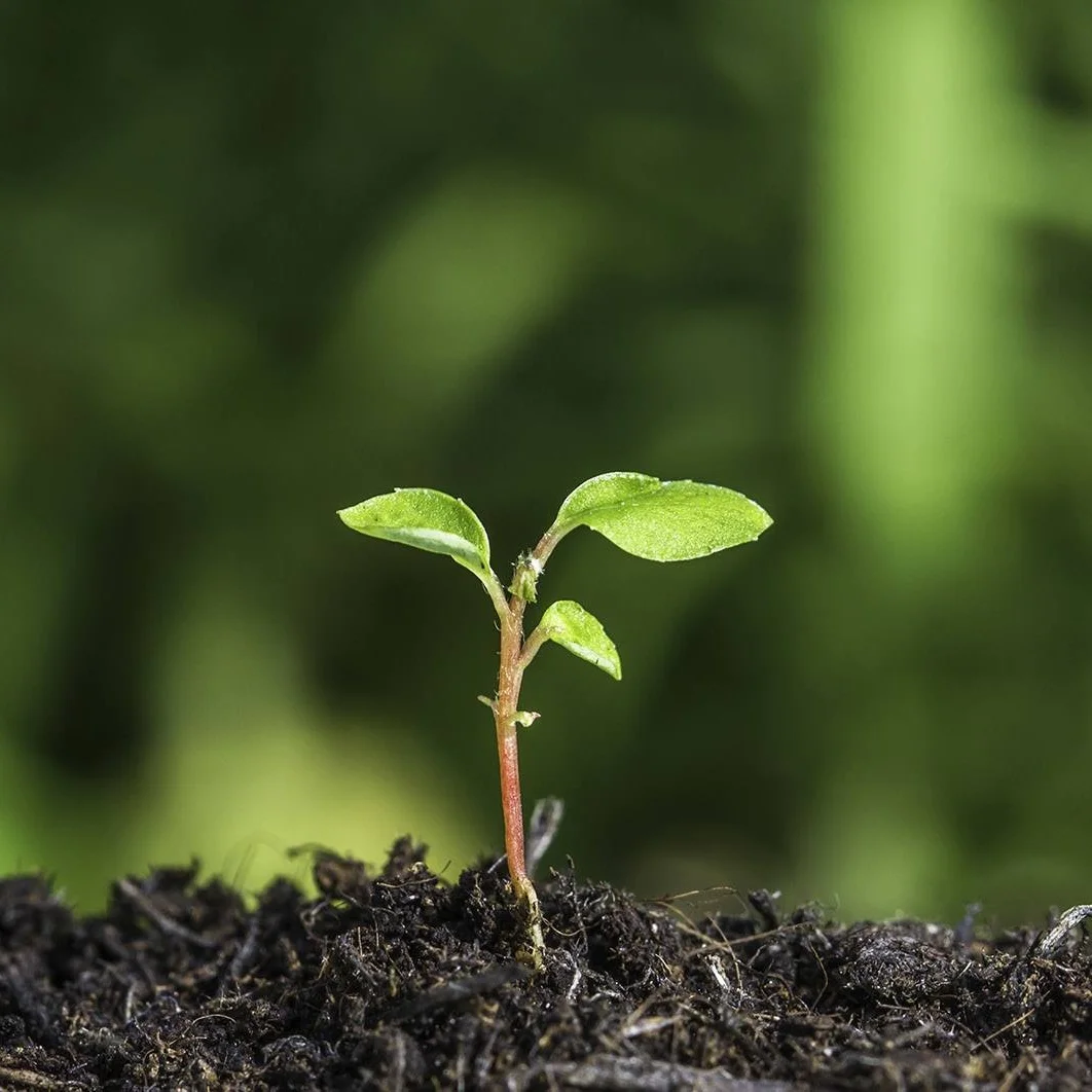 Elite Adopts Low Carbon Strategy