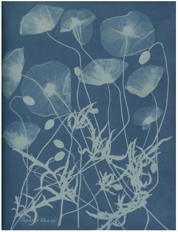 Anna Atkins and Anne Dixon, Papaver rhoeas, from a presentation album to Henry Dixon , 1861. Private collection, courtesy Hans P. Kraus, Jr.