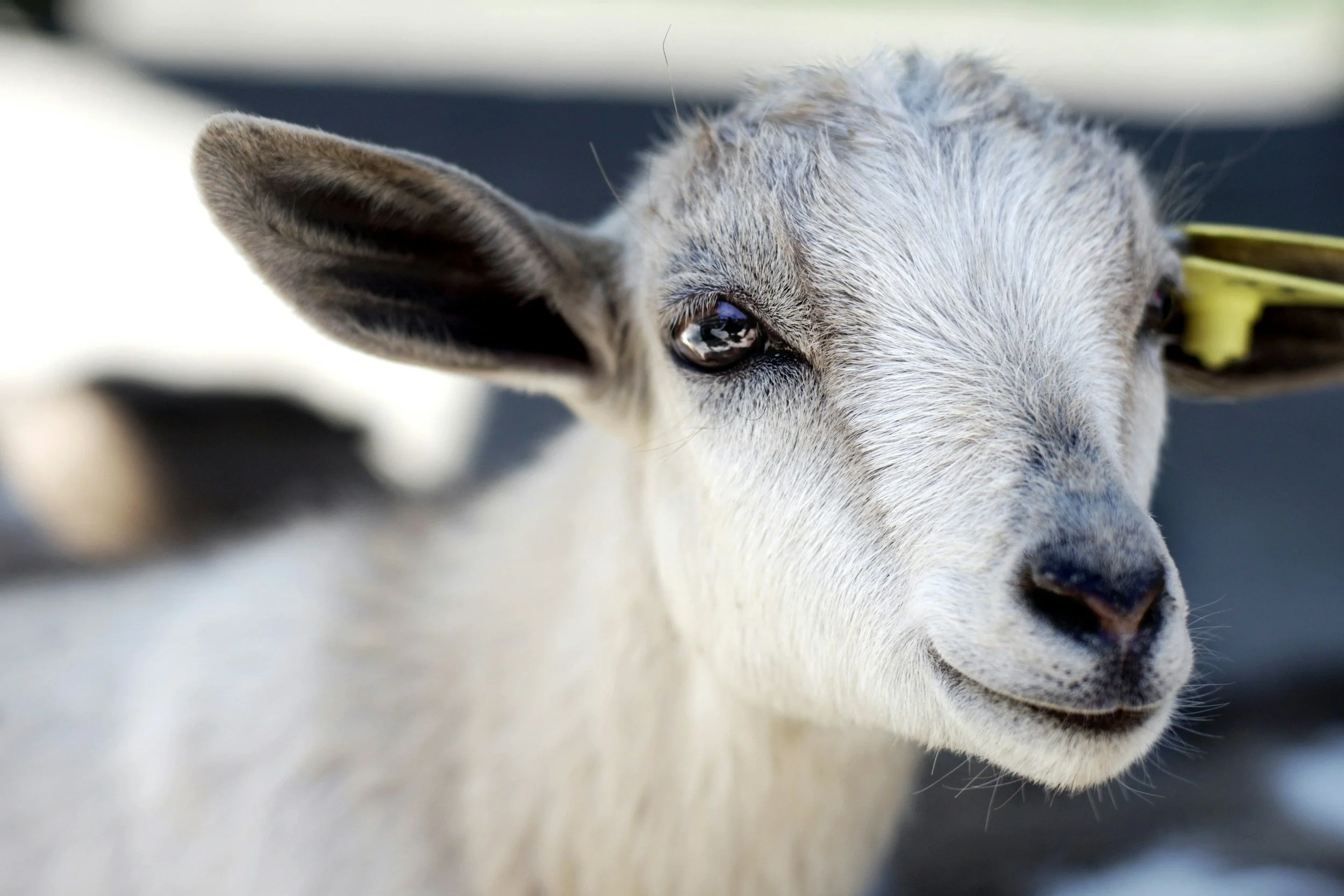 PETTING ZOO &amp; PONY RIDES