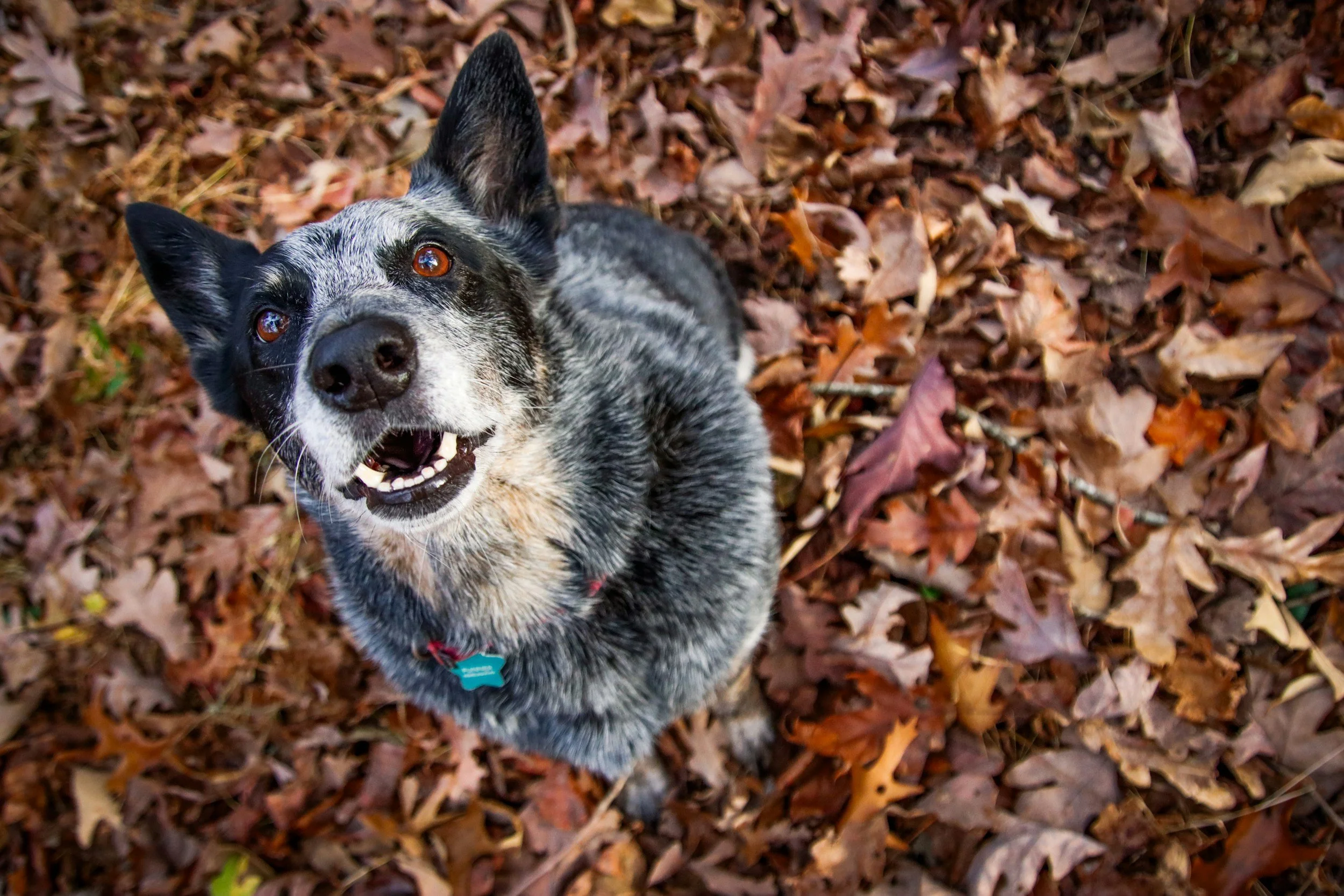 Bluey Trivia &amp; Brunch 