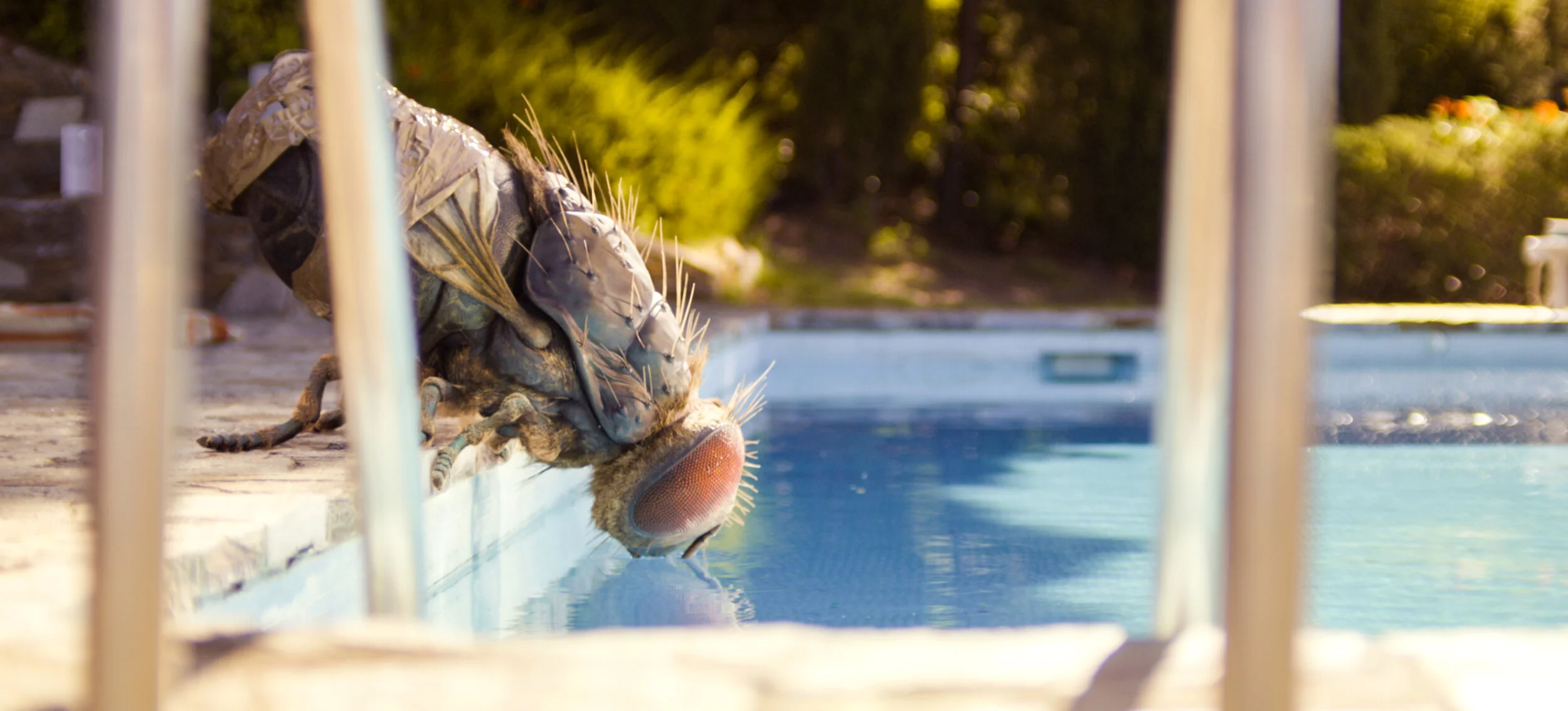 03. MANDIBULES_04_mouche_piscine_VENISE.jpg