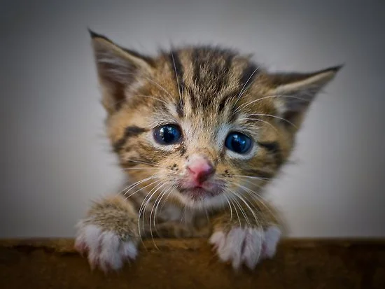 sad-kitten.jpeg