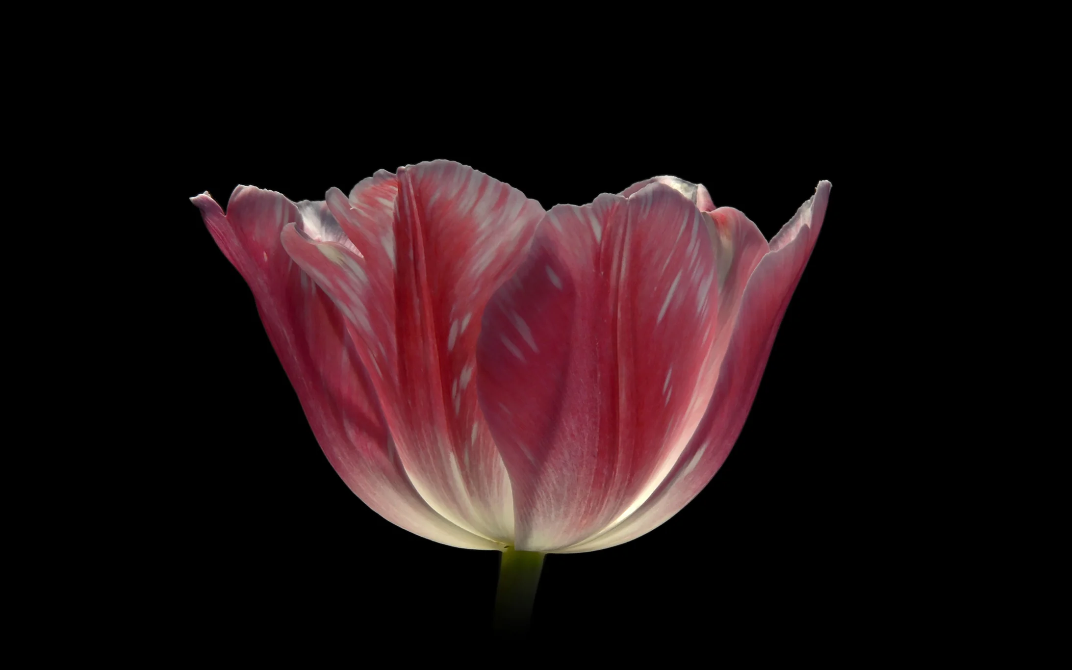 Tulip