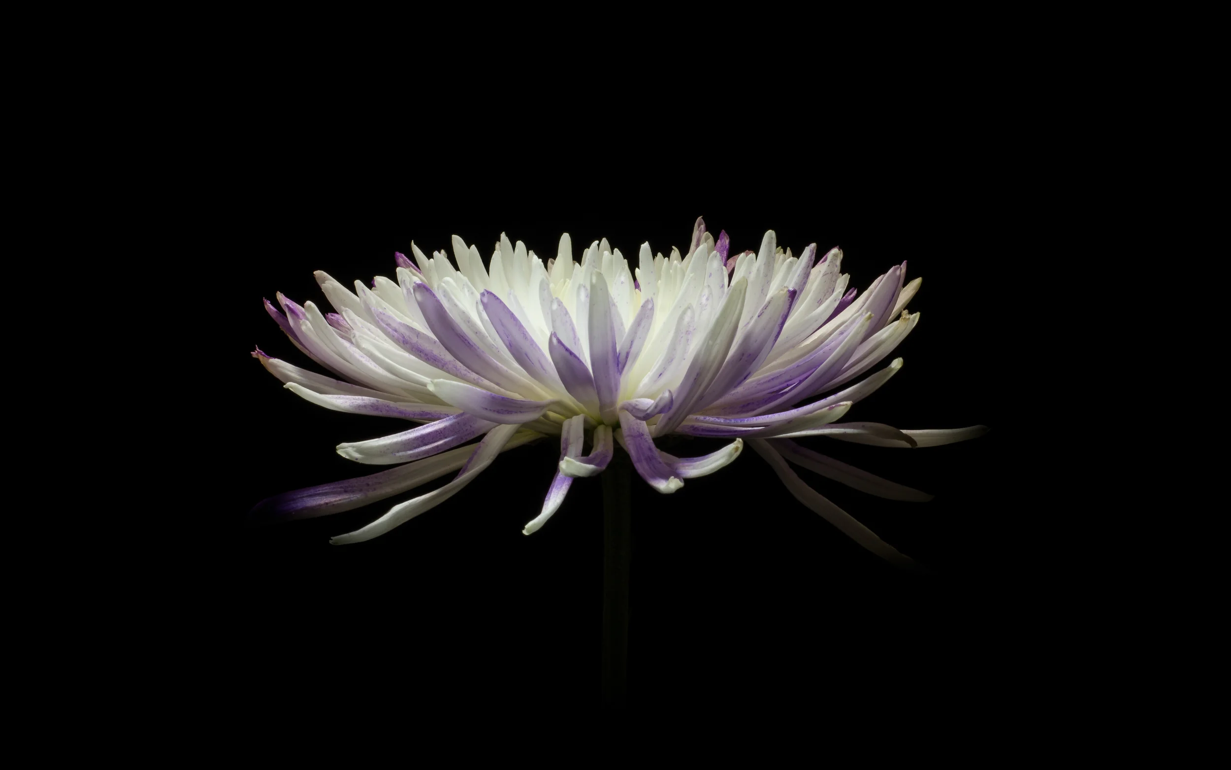 Chrysanthemum
