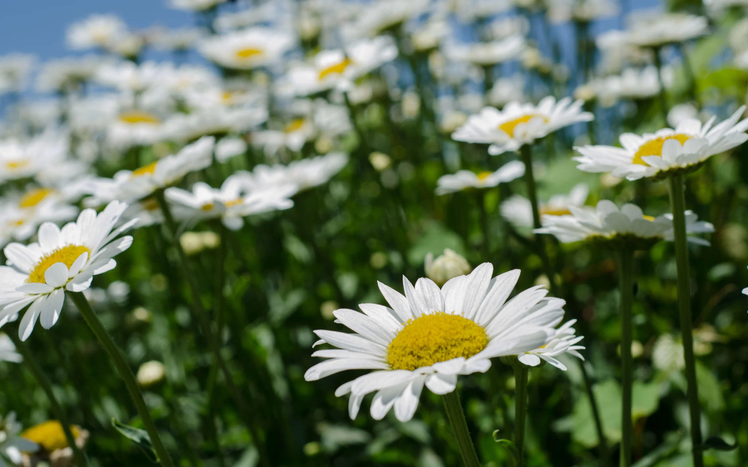 Field of Daisies