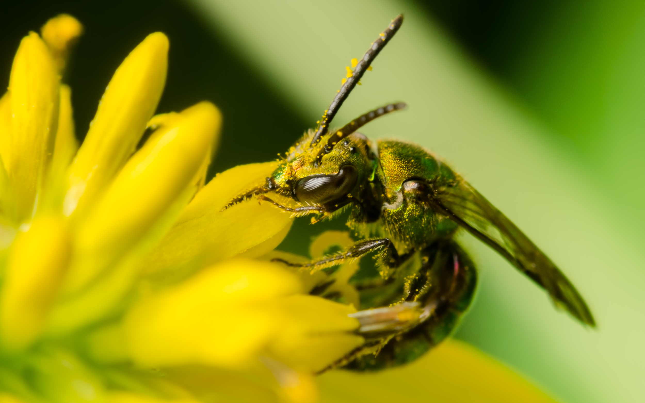Pure Green Augochlora Bee