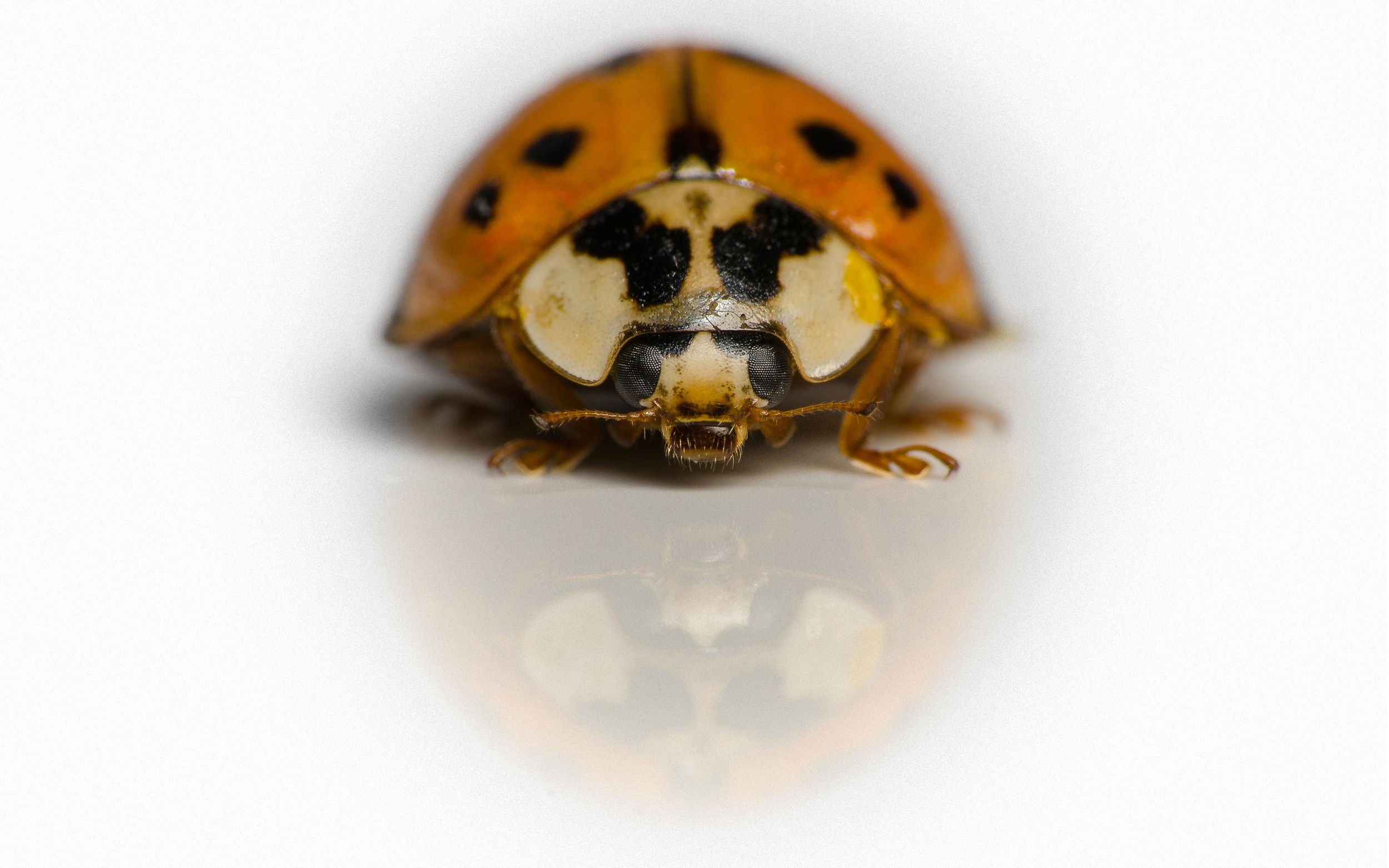 Multicolored Asian Lady Bug
