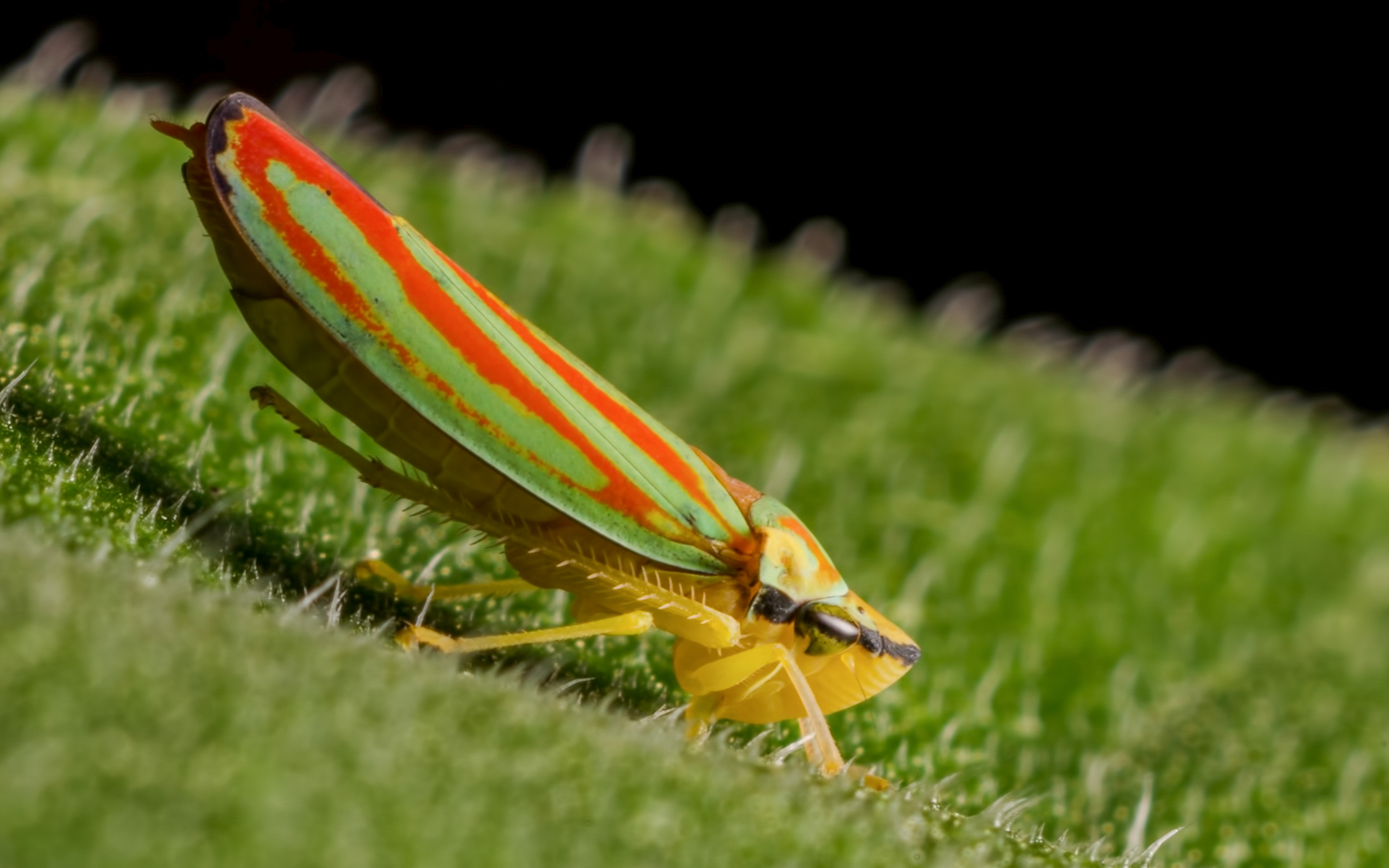 Scarlet & Green Leafhopper