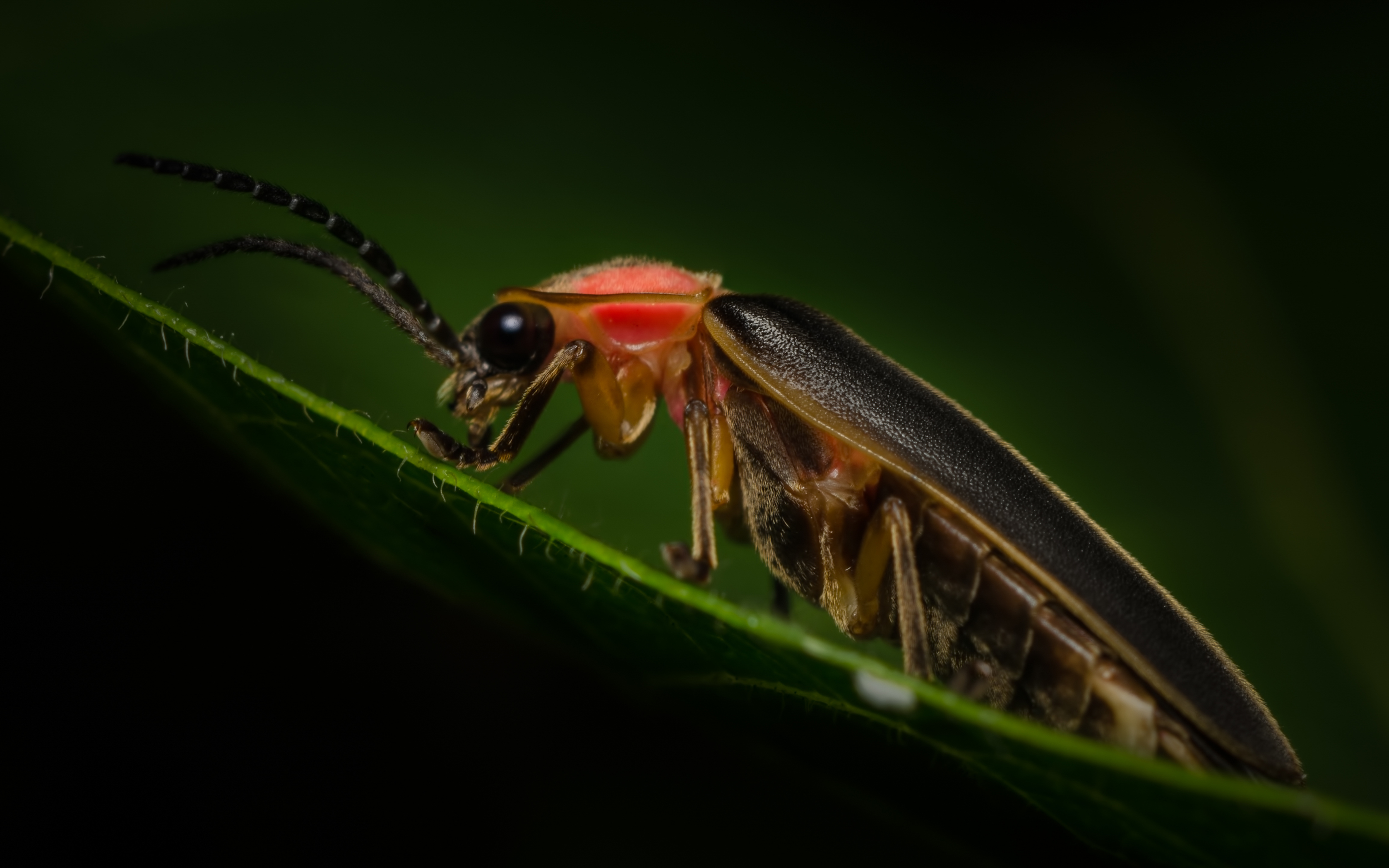 Lampyridae (Firefly)