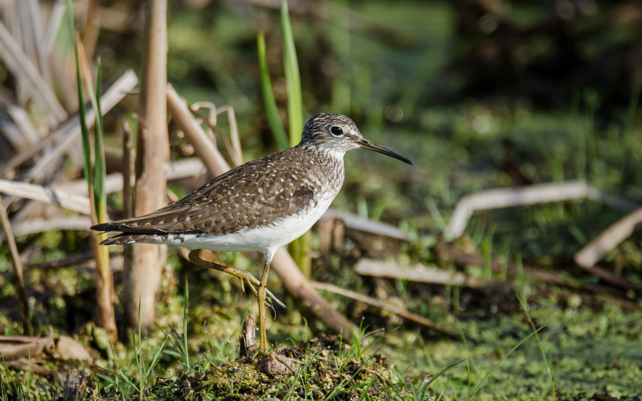 Solitary Sandpiper