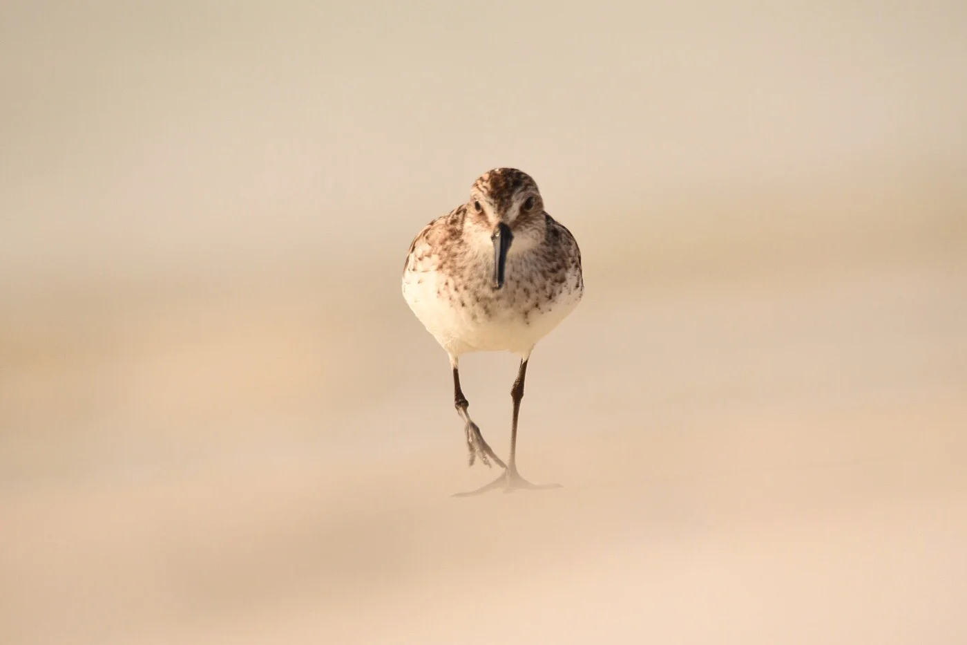 Semipalmated Sandpiper